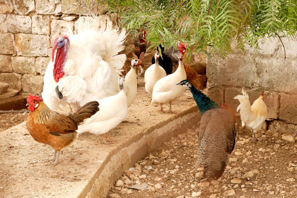 Masseria Curatori Monopoli Ngoại thất bức ảnh